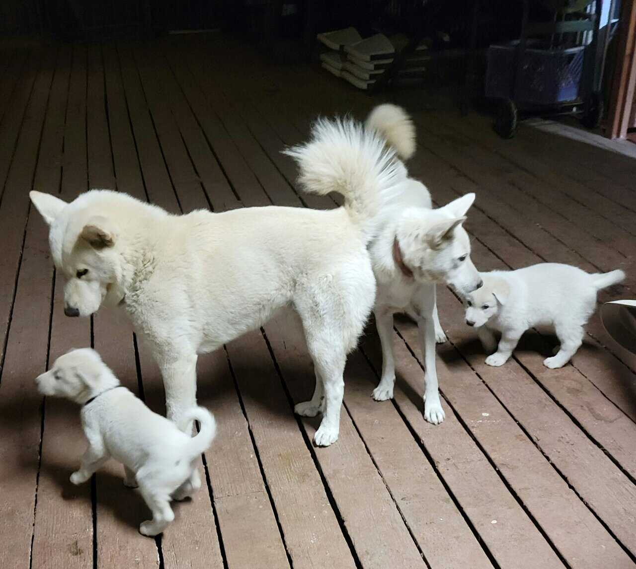 Jindo puppies image 4