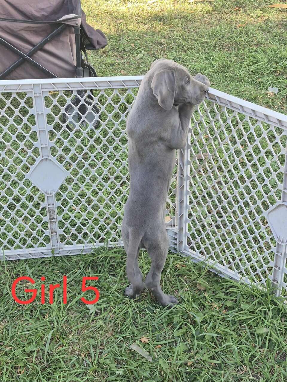 Great Dane image 5