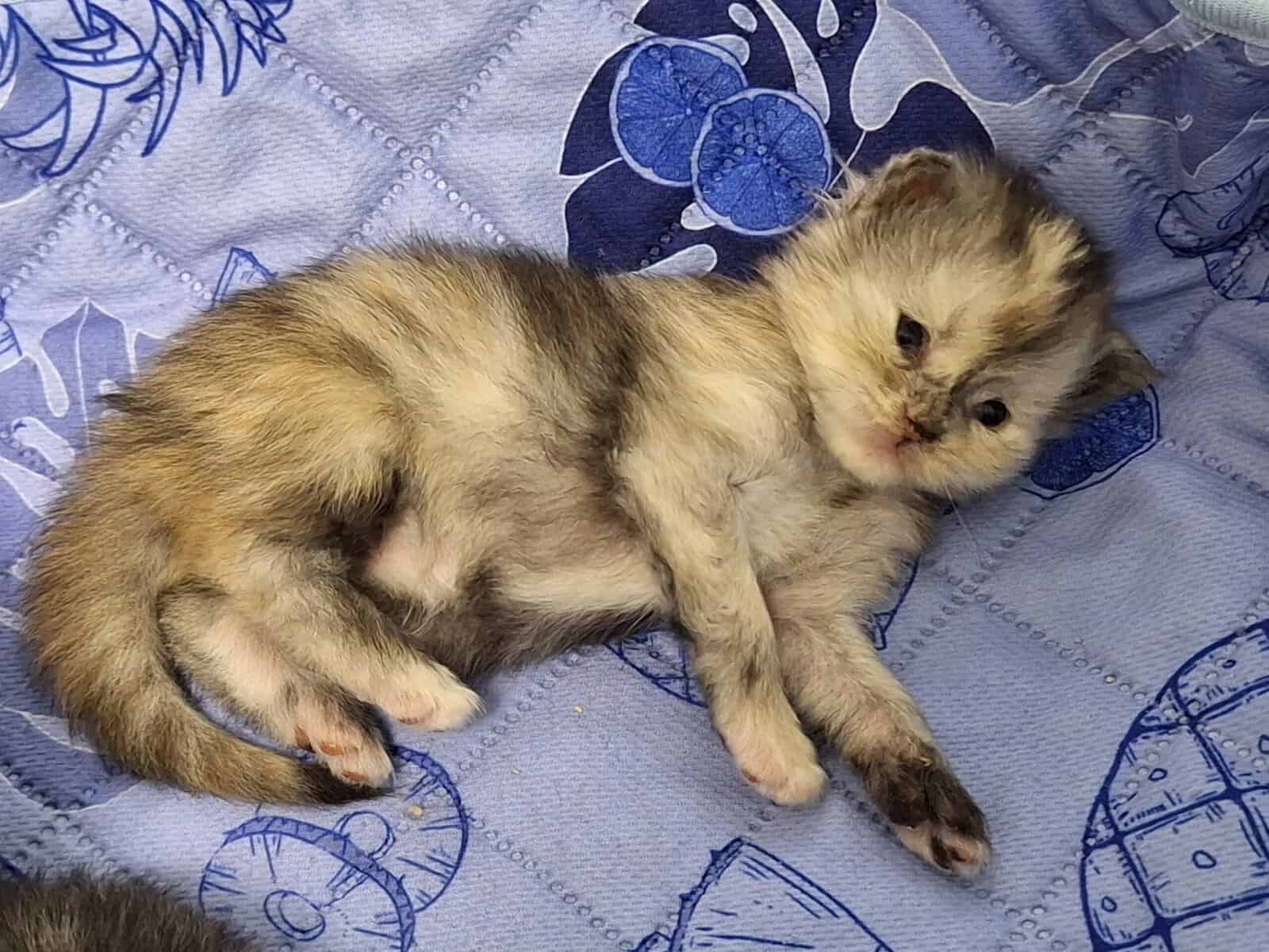 Maine coon kittens image 4