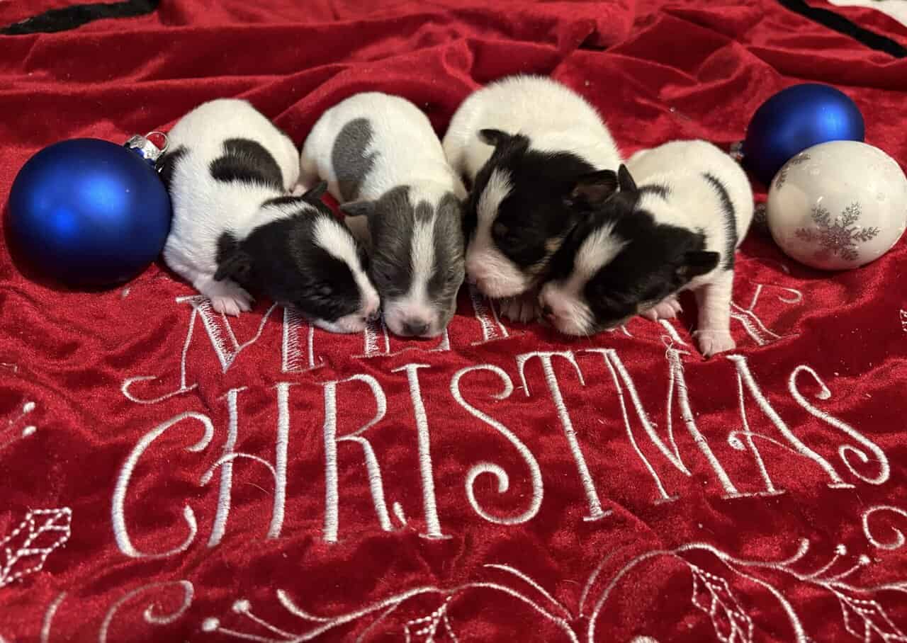 Rat terrier puppies image 1