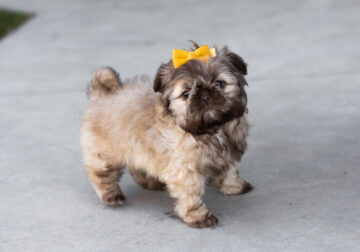 Shih Tzu female puppy in Indiana (Izzy)