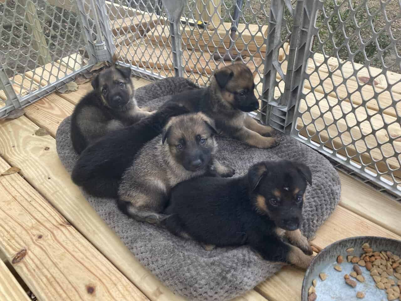 GSD Christmas puppies! image 3