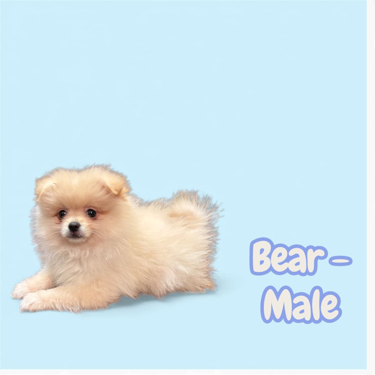 Pomeranian Puppies – Ready for Their New Homes image 3