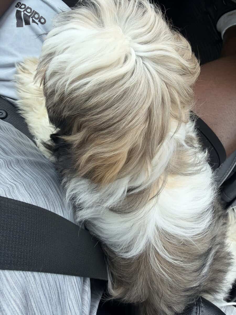 Shih Tzu for sale image 3
