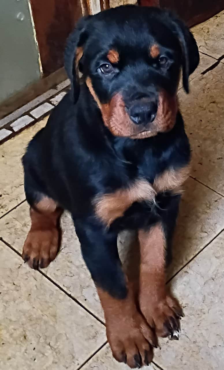 AKC German Rottweiler females image 3