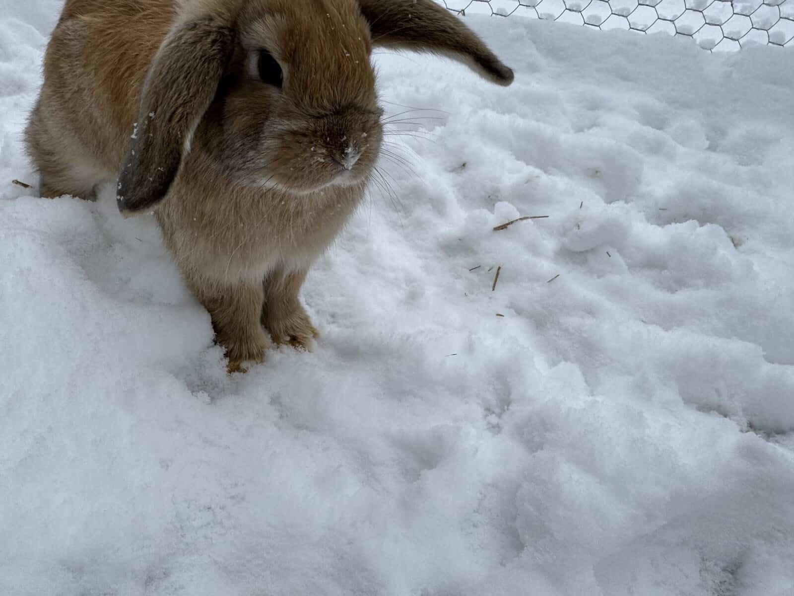 Bunnies looking for loving homes image 4