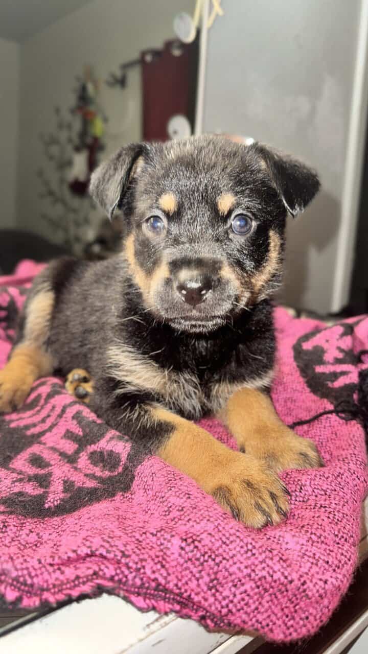 High End Designer Pups image 3