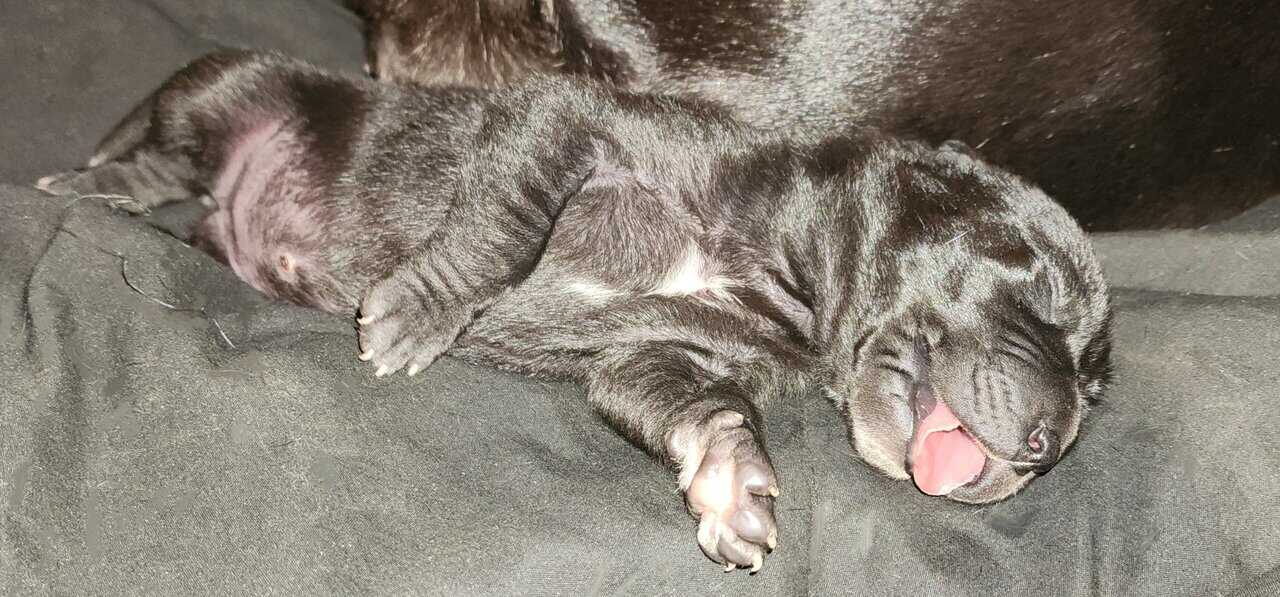 Great Dane Puppies image 3