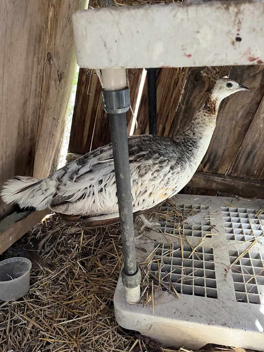 Black Shoulder Silver Pied Adult Peahen image 2