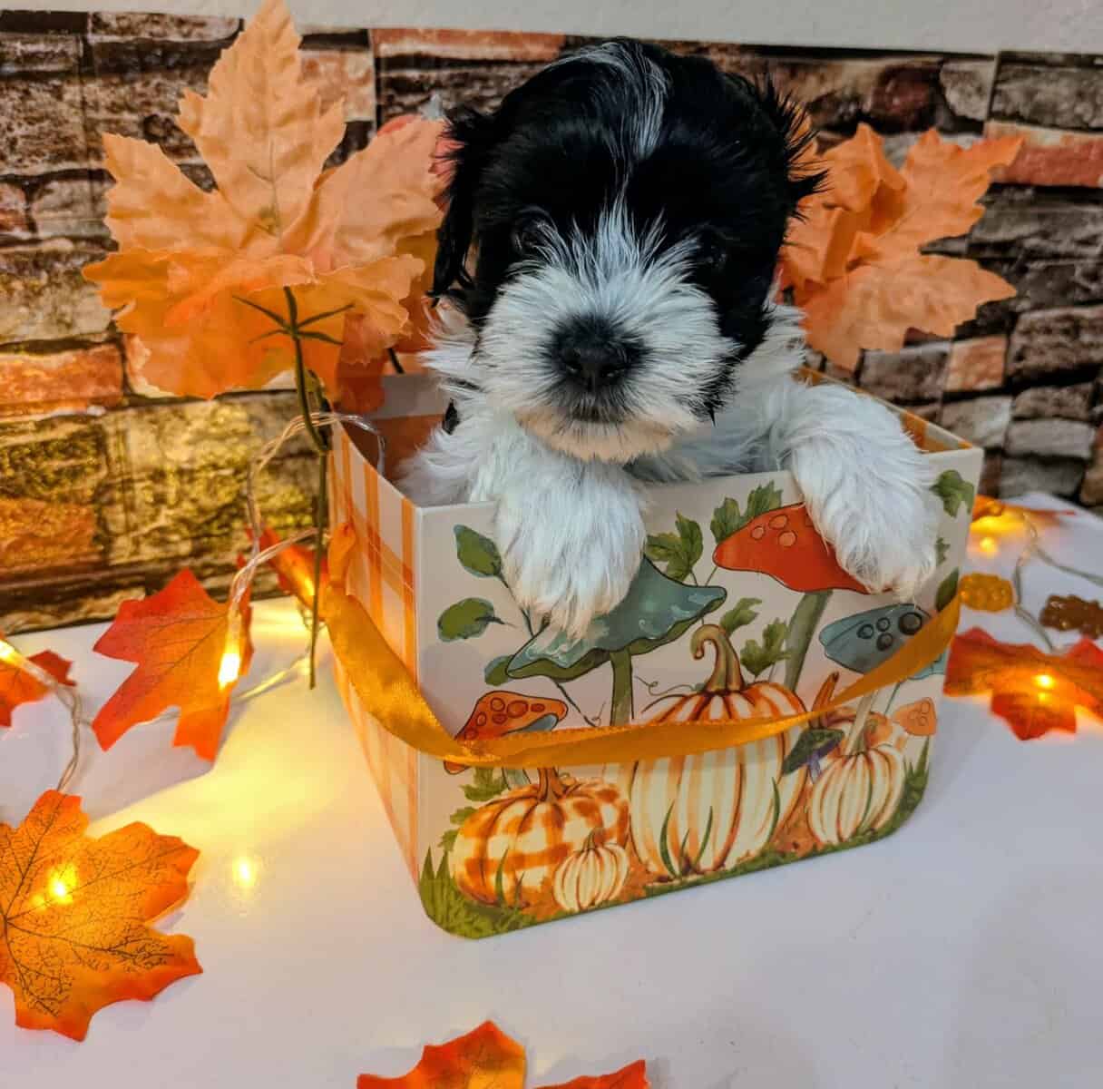 Maltipoo Puppies , Ready to Go image 12