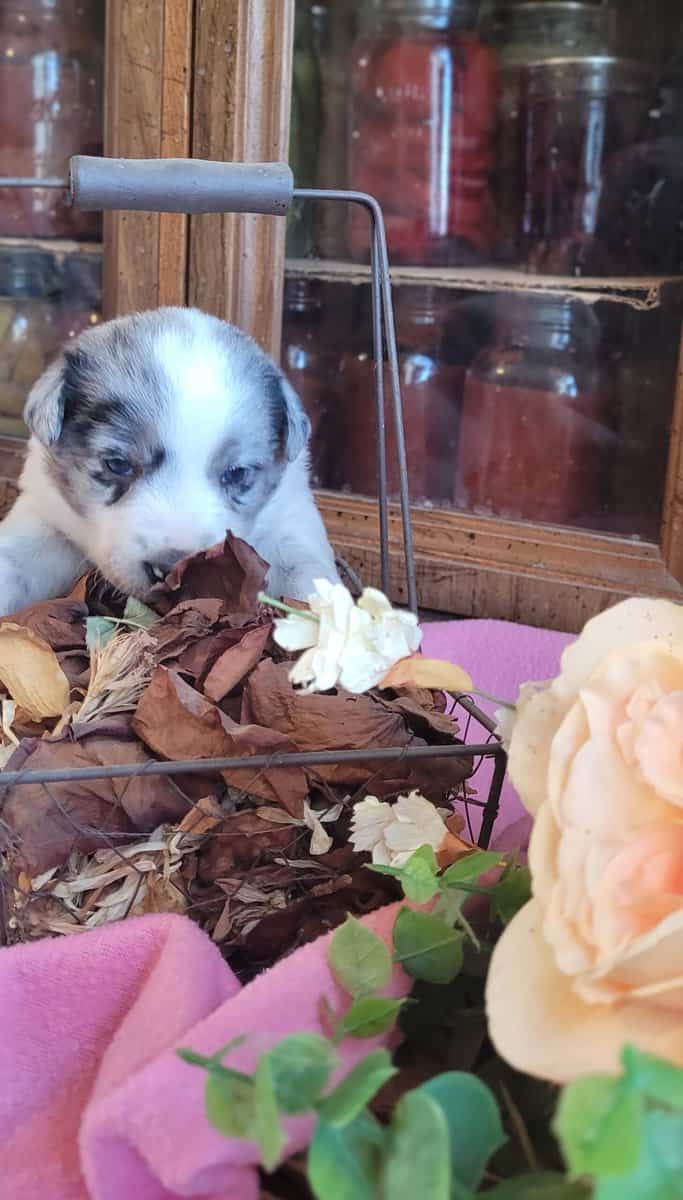 Aussie Puppies image 5