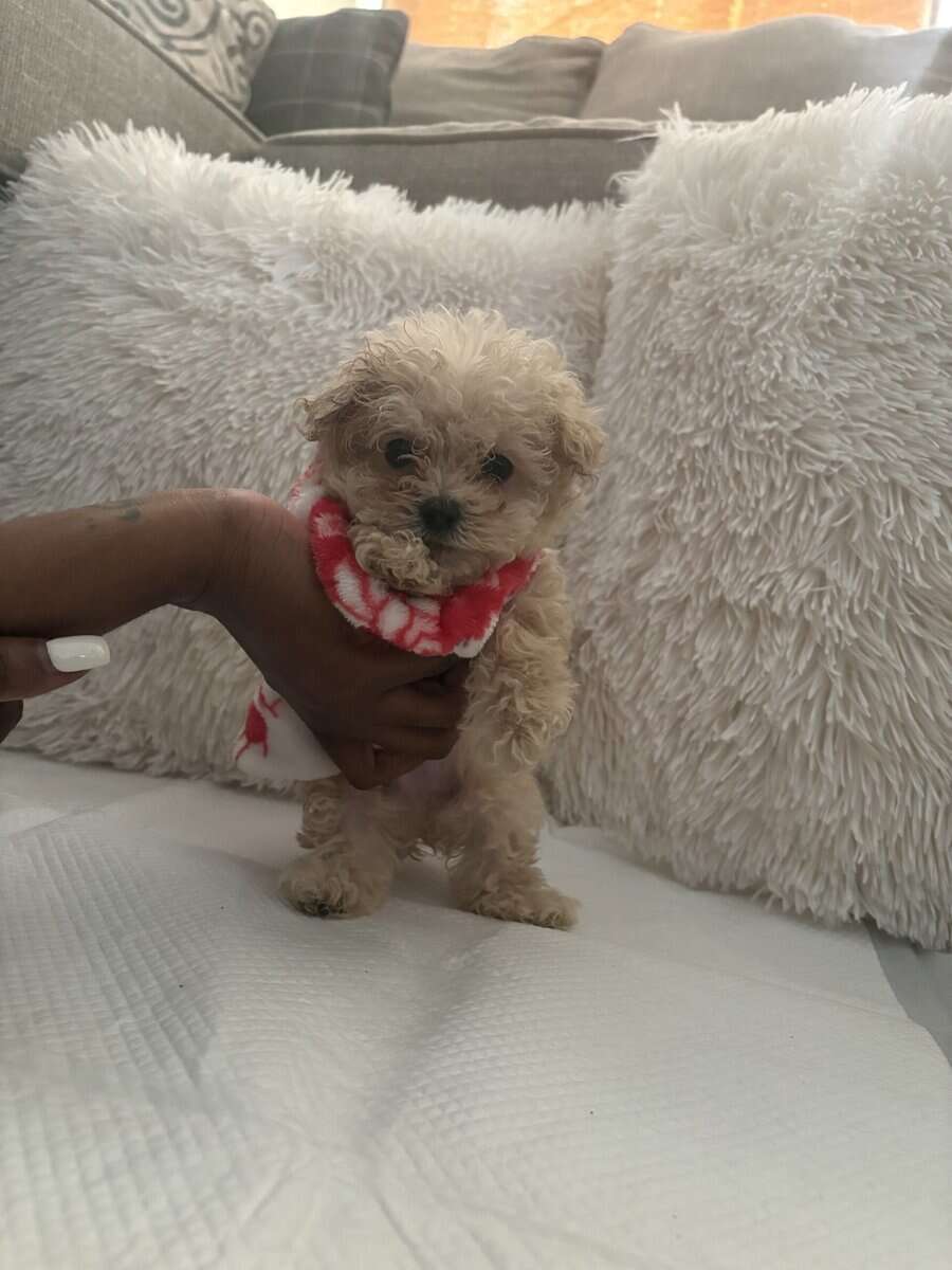 Bichon Puppies image 3