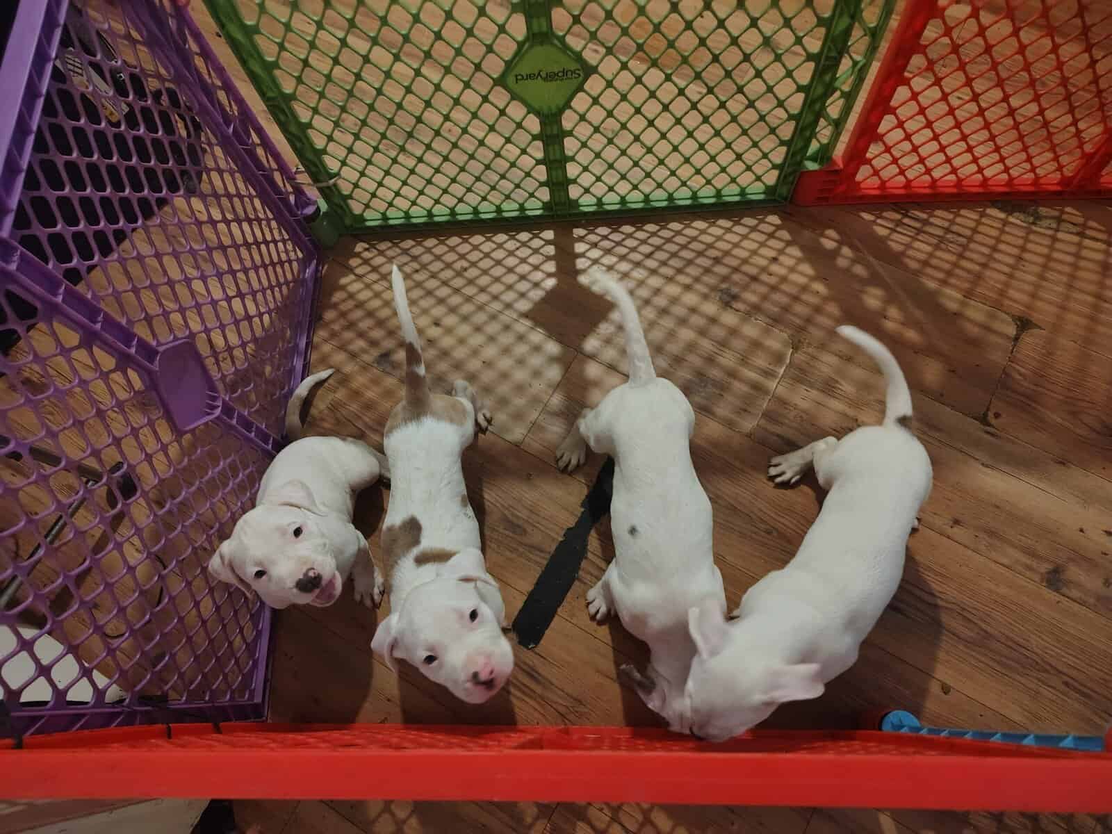 Rehoming-pitbull puppies image 14