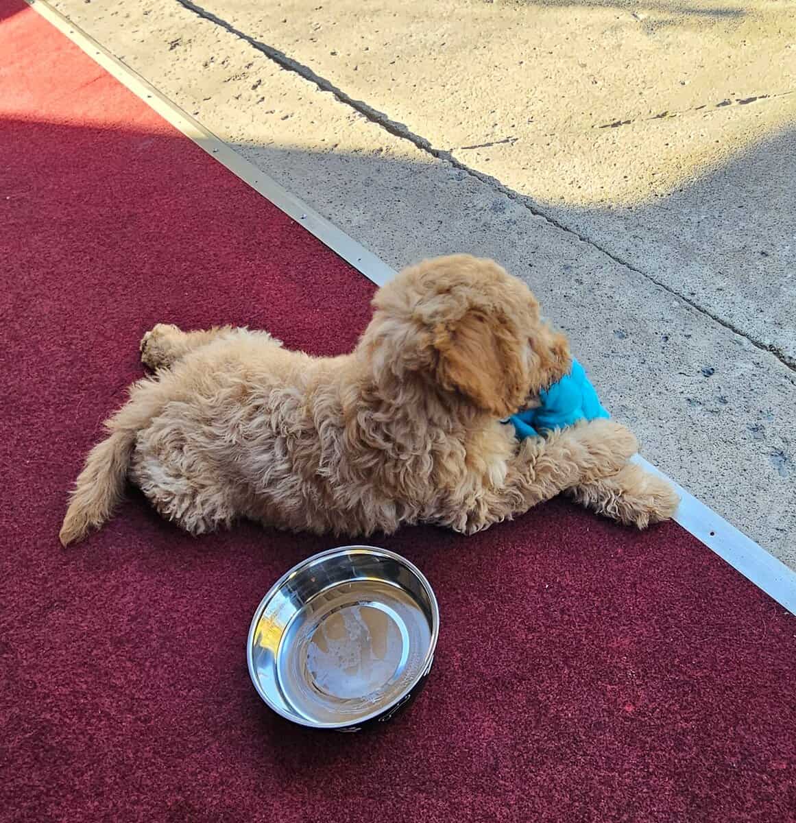 Puppy for sale image 2