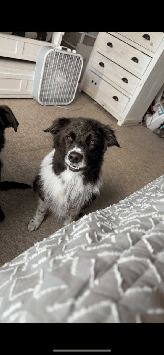 Marley image 1