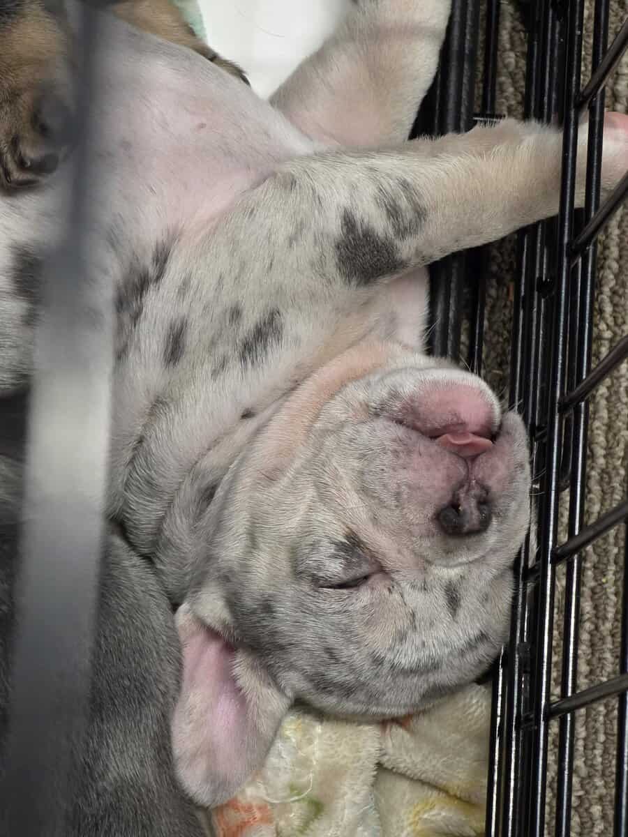 Akc frenchies image 5