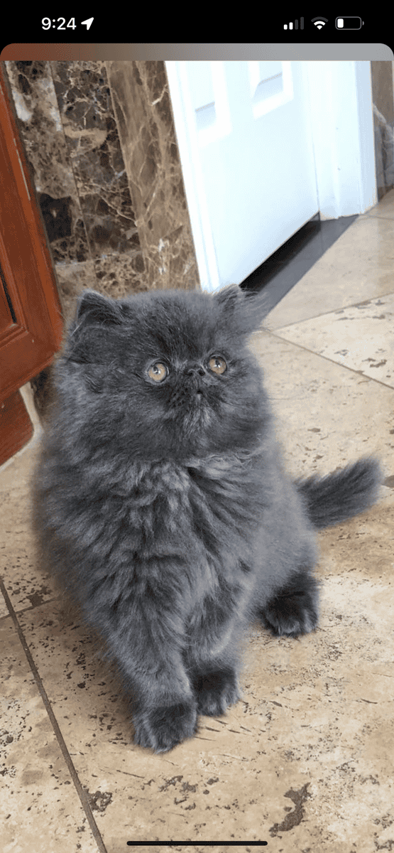 Purebred Persian image 1