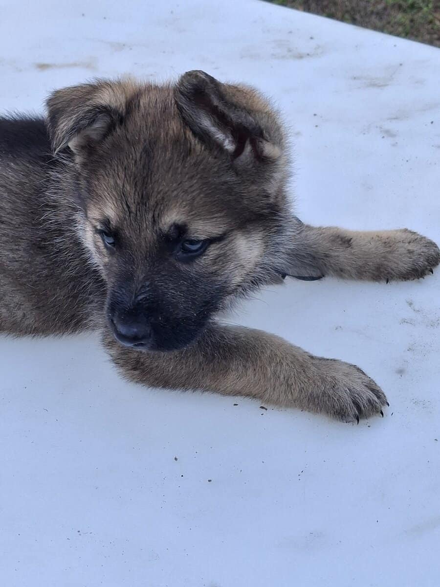 German Shepherd image 1