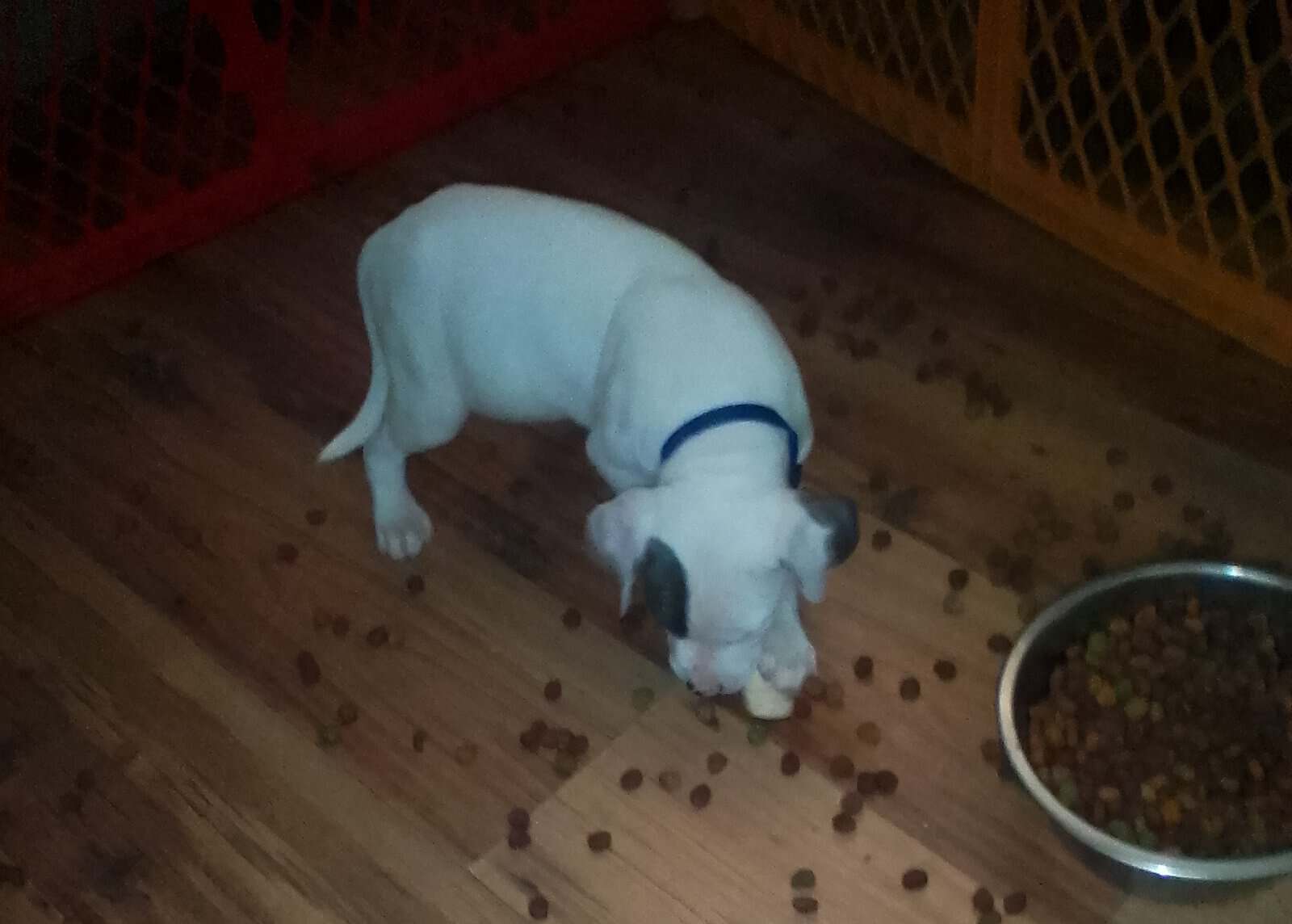 Pitbull Puppies Blue-nose/ Red- nose image 2