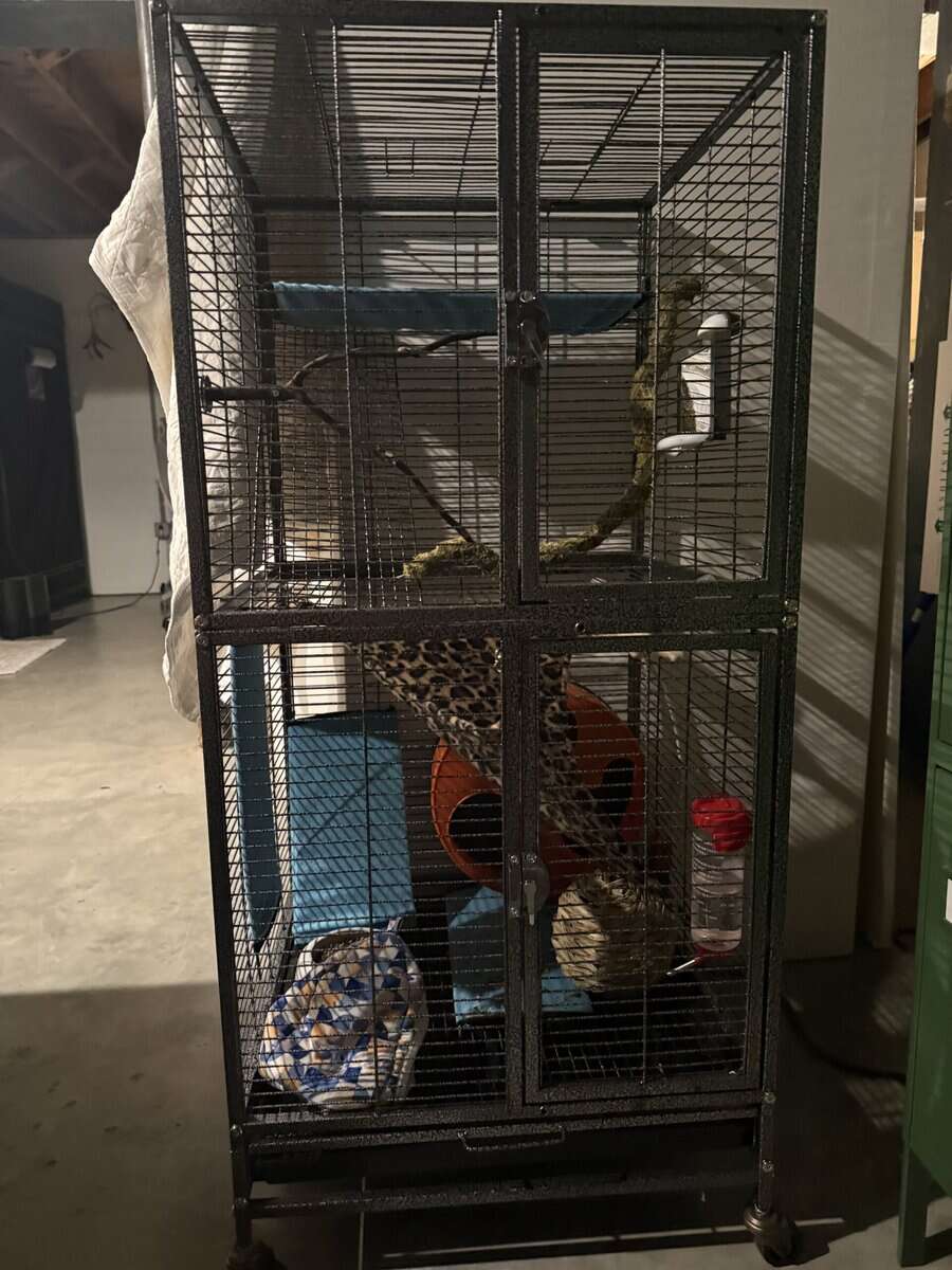 Sugar gliders - 2 female image 4