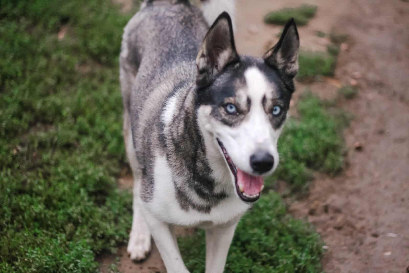 Husky image 2