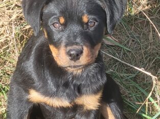 Rottweiler puppies, AKC registered parents