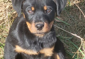 Rottweiler puppies, AKC registered parents