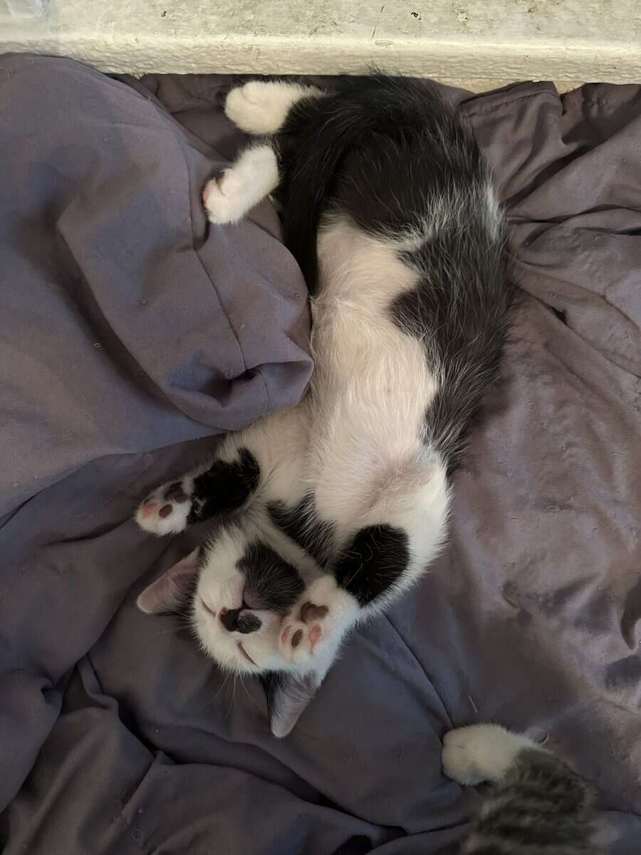 Male Cat 4 Looking for Forever Home image 2