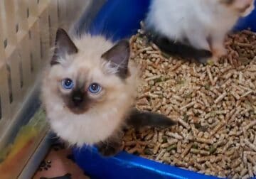 Ragdoll Male Seal Mink