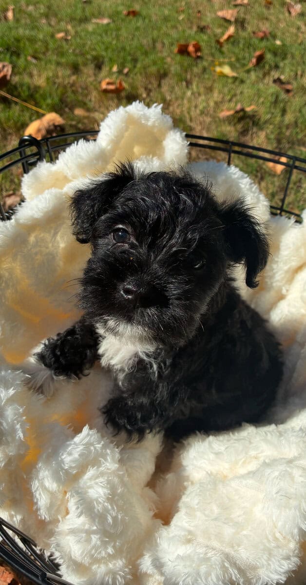 2 schnauzers for sale(feel free to buy one) image 3