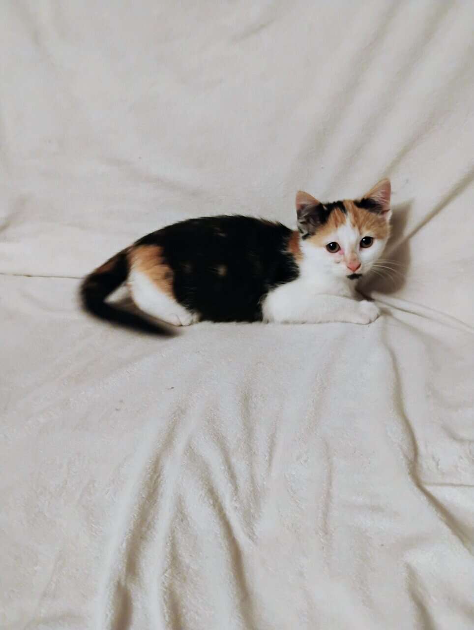 Kitten image 3