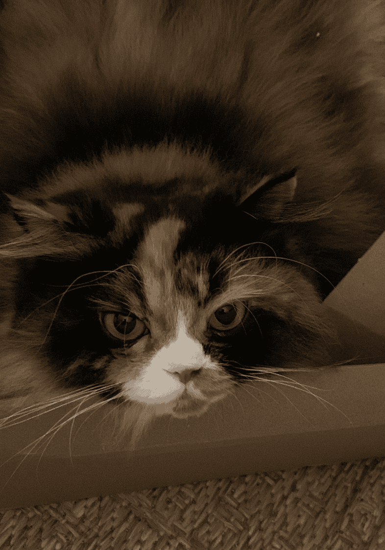Adorable Persian Calico looking for furever home image 2