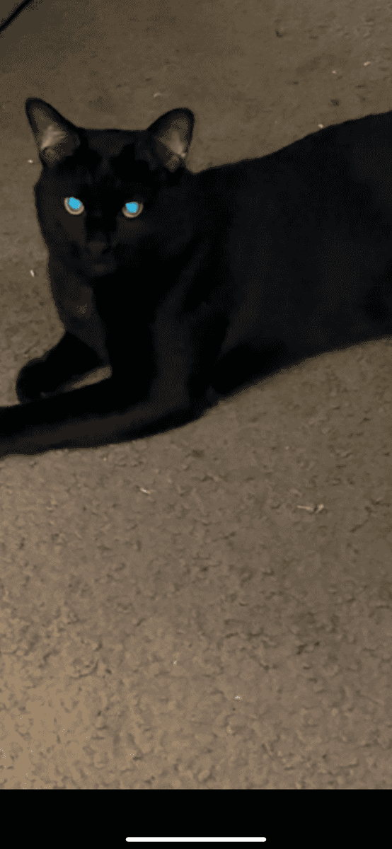 Black Male Cat Needs a Home! image 2