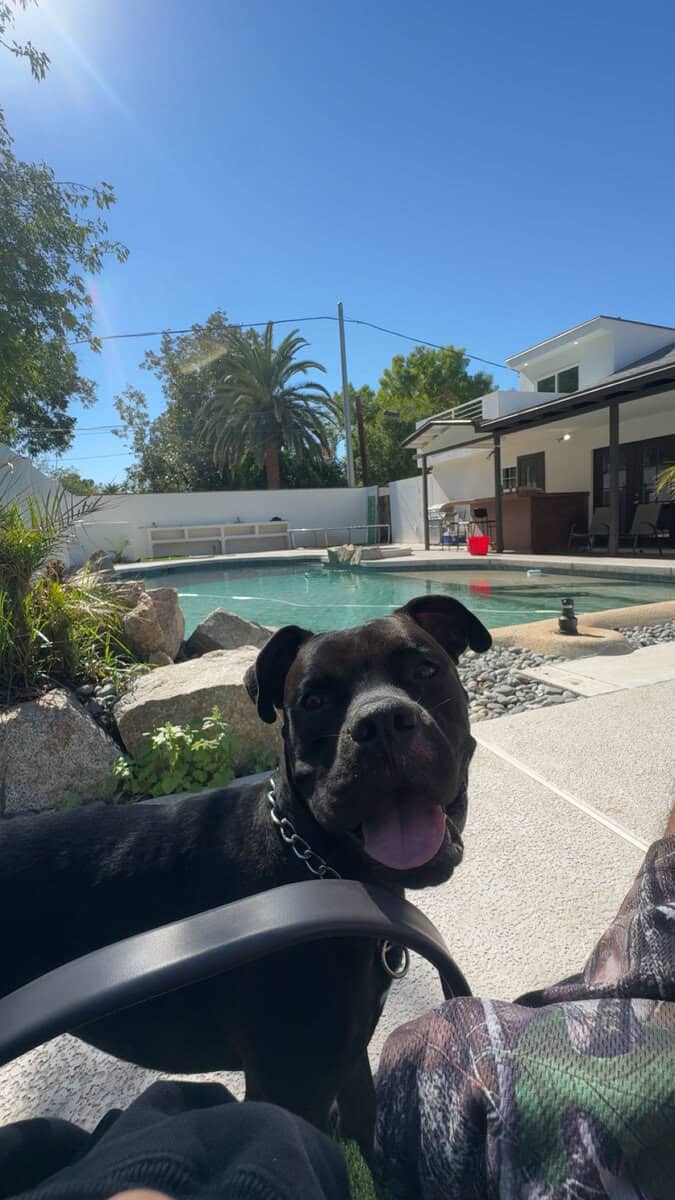 3 year old pitbull mastiff ( super sweet boy ) image 4
