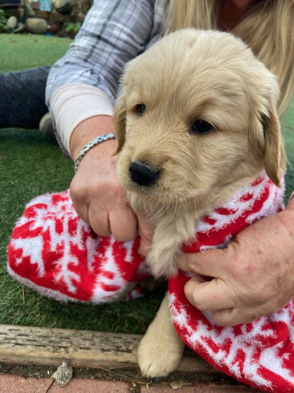 Golden retriever puppies image 1