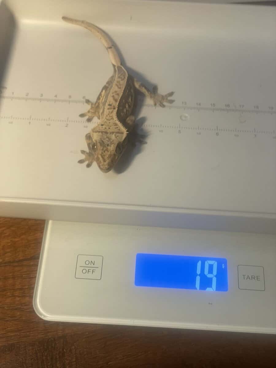 Crested gecko male 19g image 4