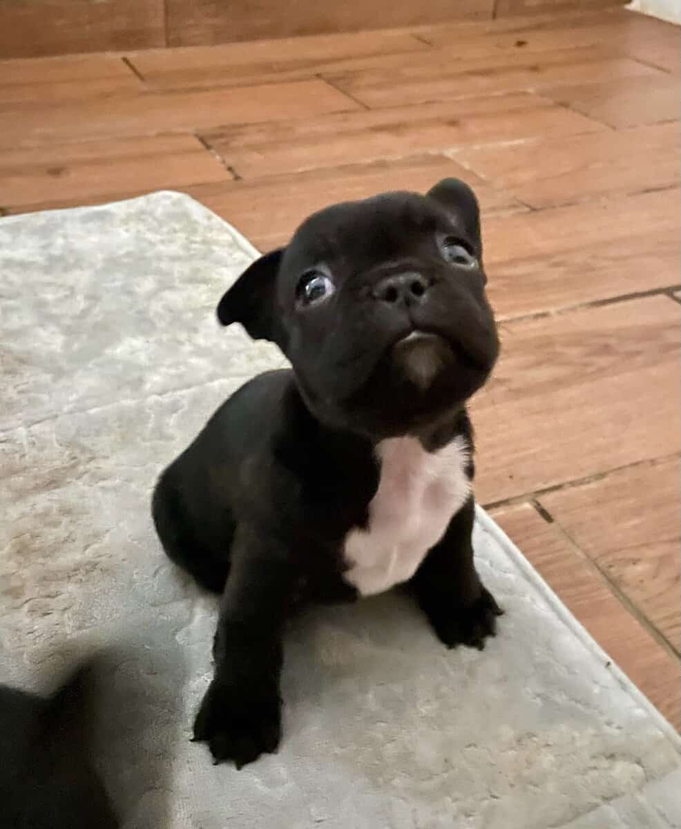 French Bulldogs pups image 5