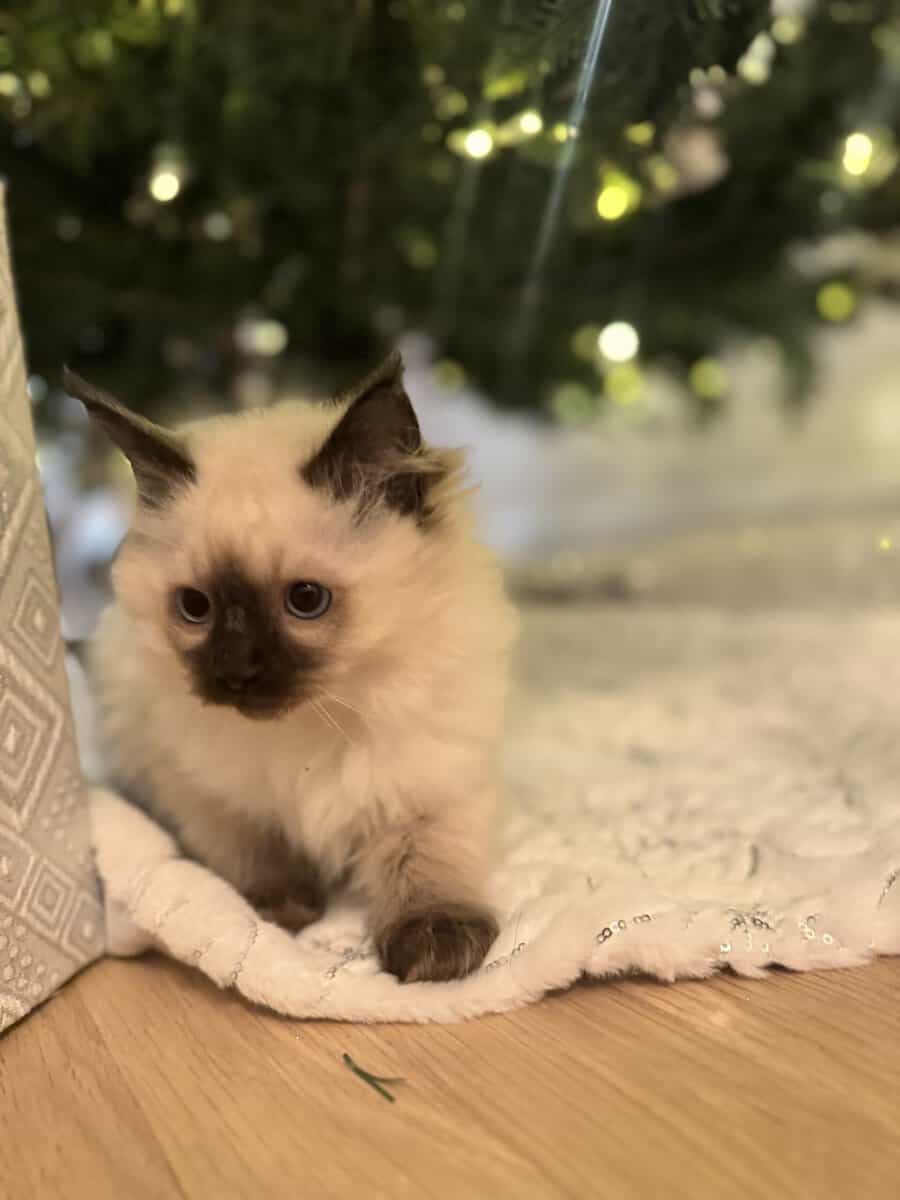 ragdoll kitties image 4