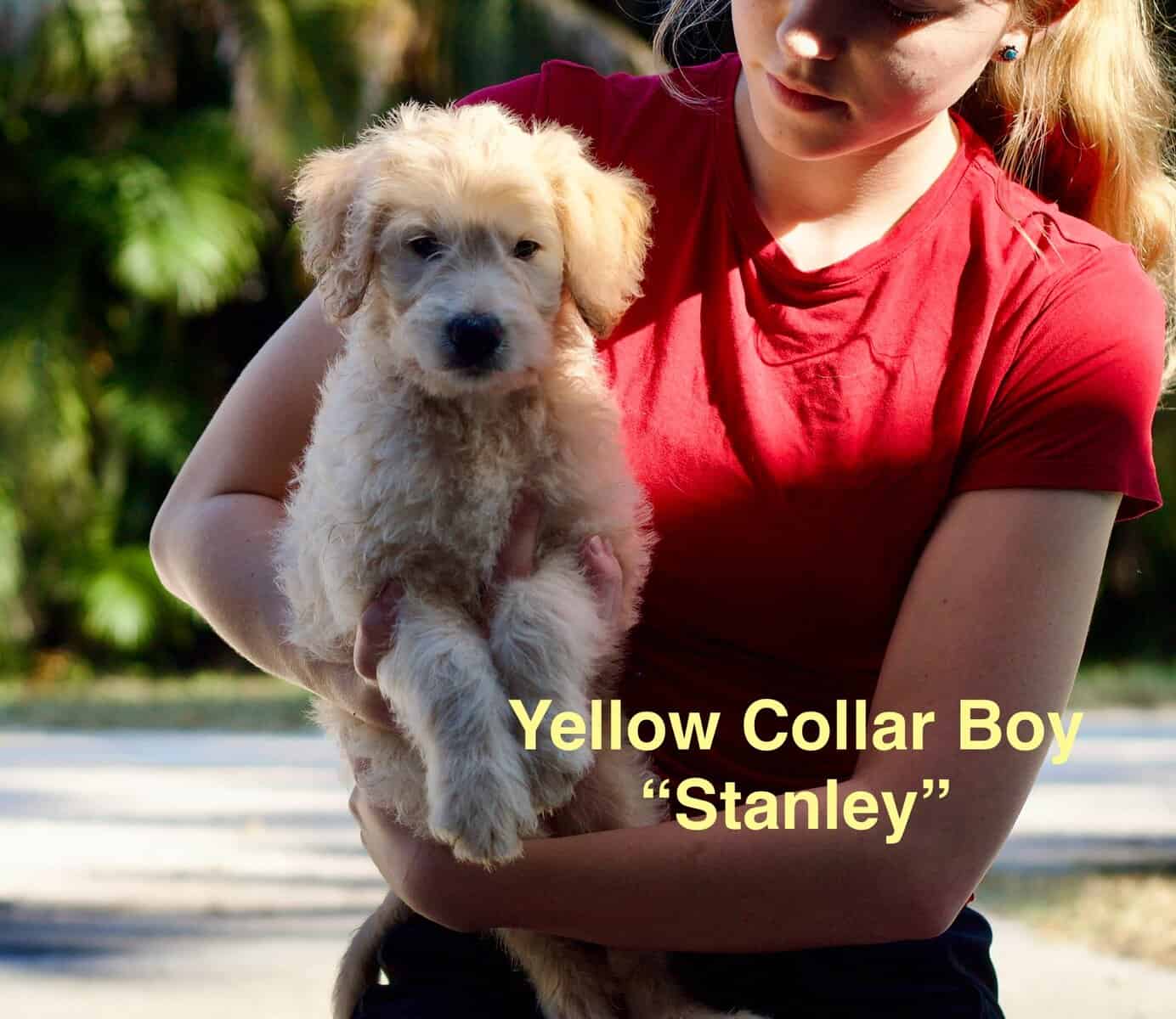 Litter of Bordoodle puppies image 3