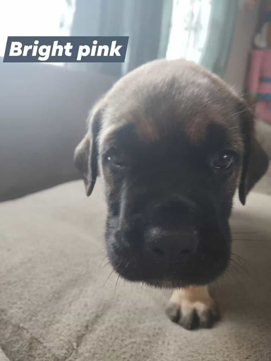 English Mastiff puppy image 2