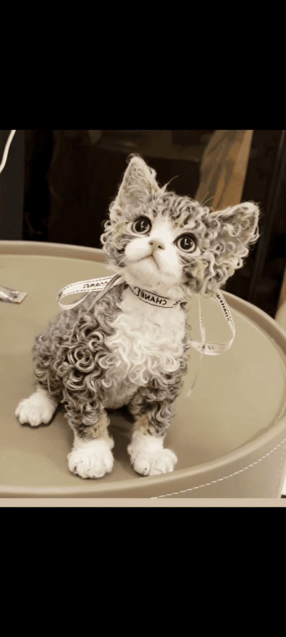 Beautiful female Devon rex kitten image 4
