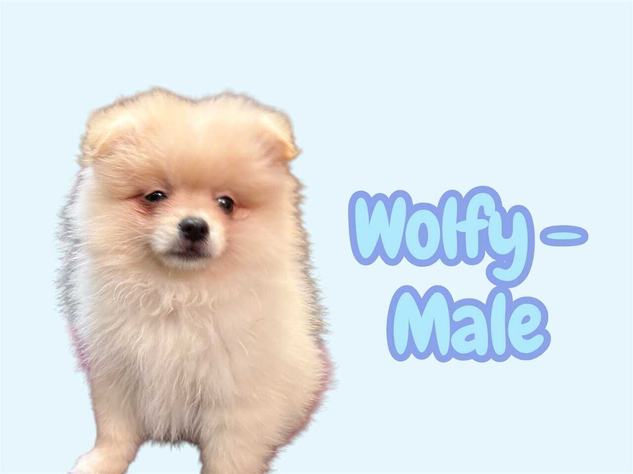 Pomeranian Puppies – Ready for Their New Homes image 5