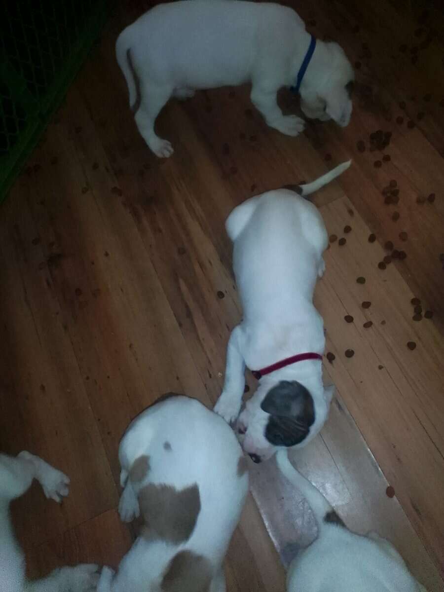 Pitbull Puppies Blue-nose/ Red- nose image 3