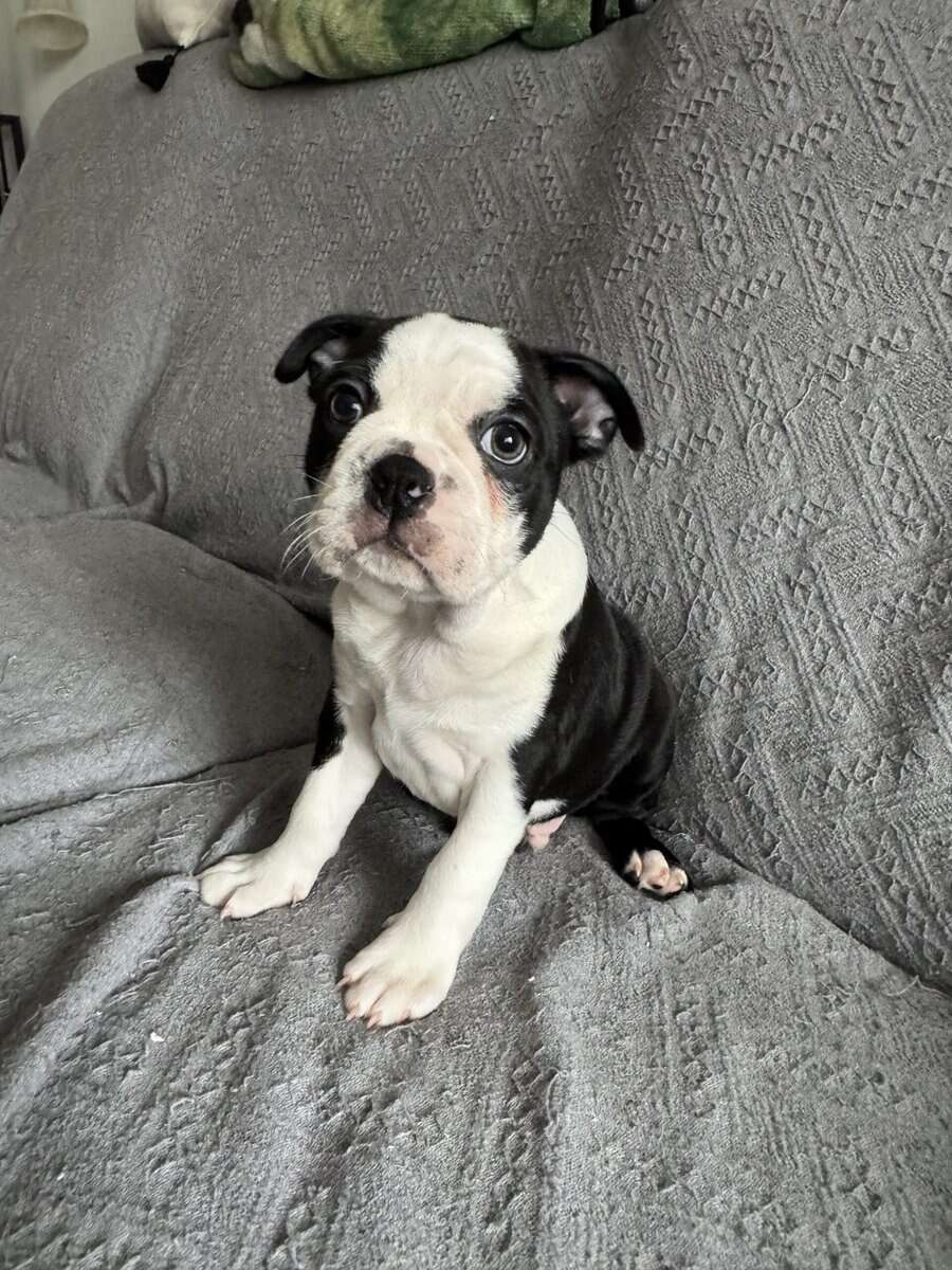 Purebred Boston Terrier Puppies image 5