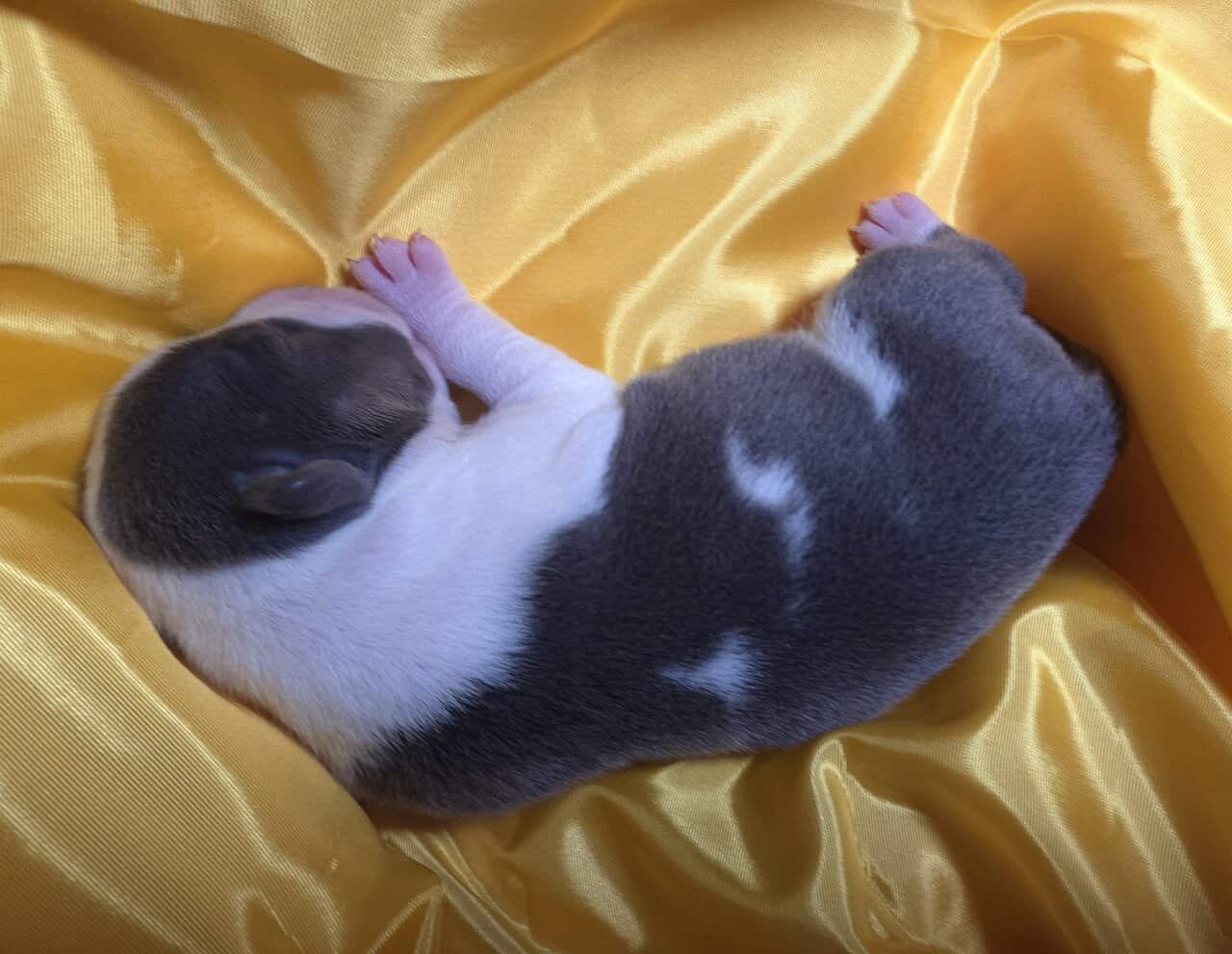 Pit bull puppies image 6