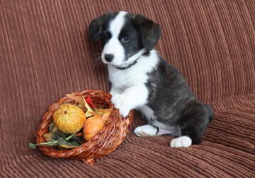 Purebred Cardigan Welsh Corgi Mr Black