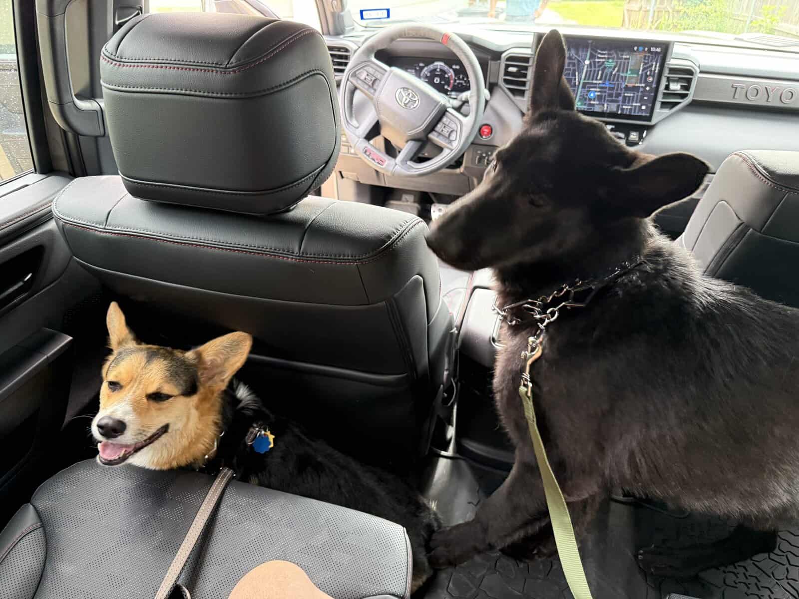 1 year old female German Shepherd image 1