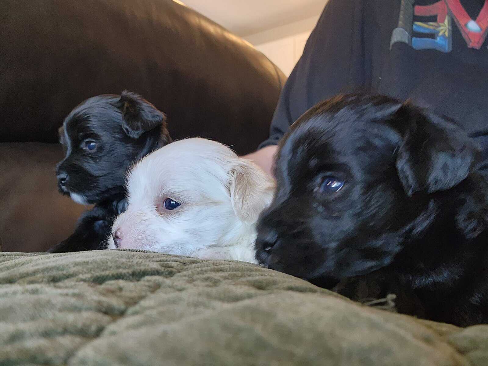 Designer Shorkipoo Puppies image 1