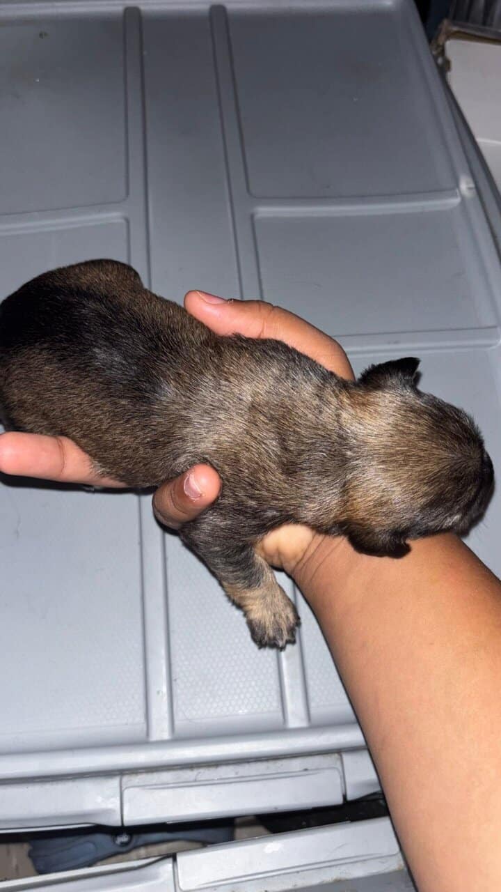 Zeailah a patterdale terrier mix image 8