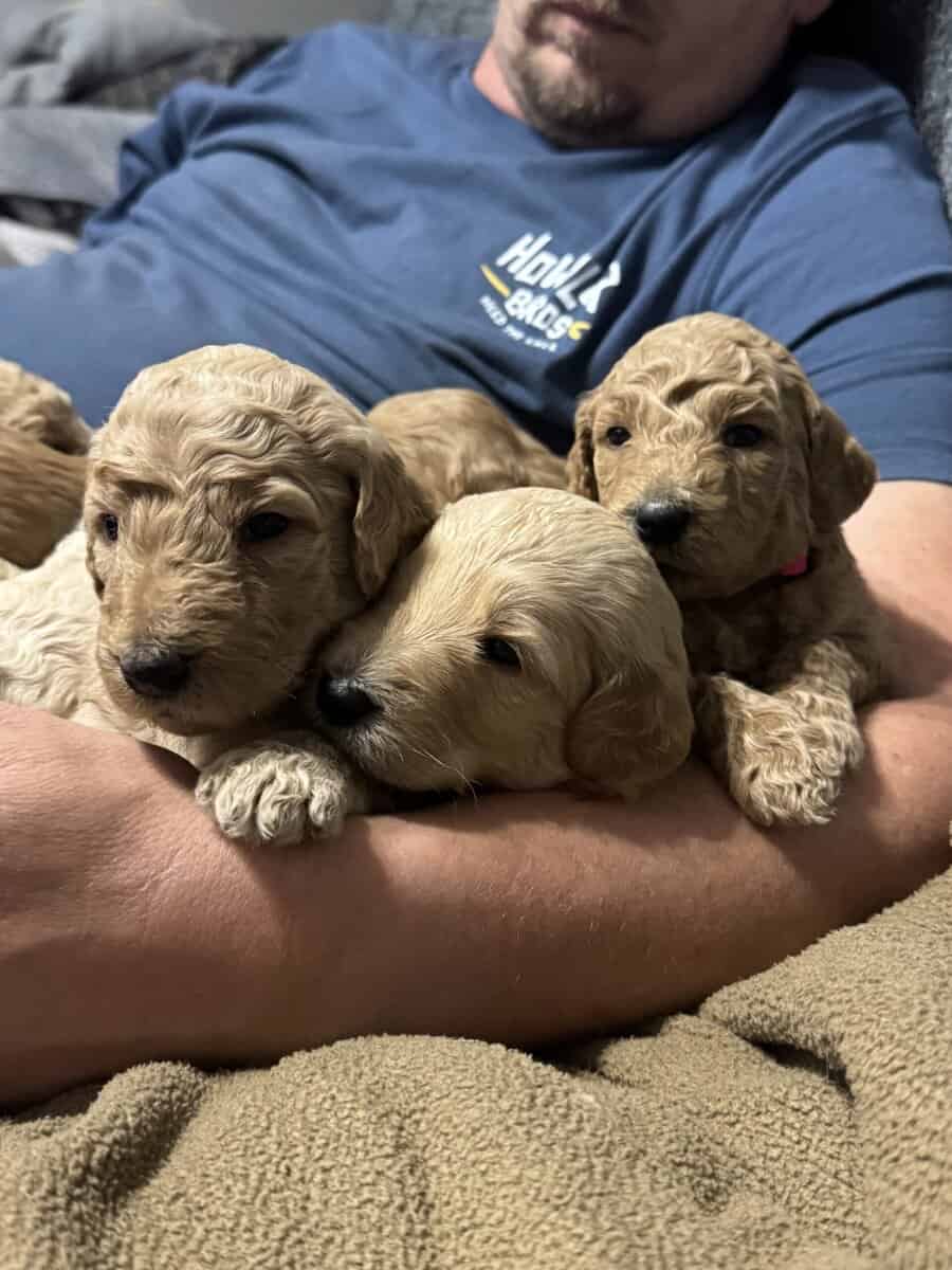 Santa’s Goldendoodle elves image 2